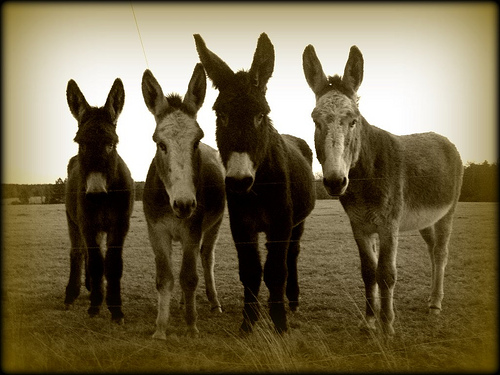 four-mules-of-the-apocalypse | Vanishing Georgia: Photographs by Brian ...