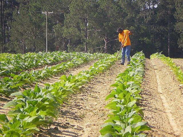 georgia tobacco Traditional Tobacco Farming, Ben Hill County