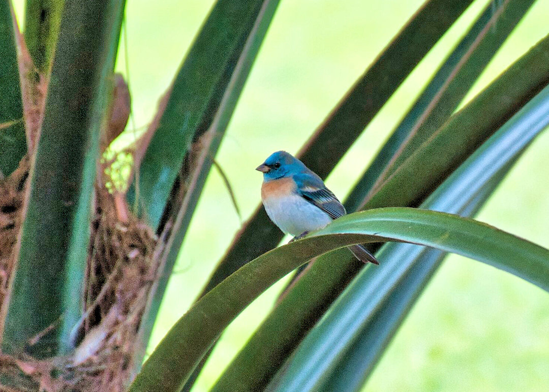 First Record for the Lazuli Bunting Vanishing Photographs by Brian Brown